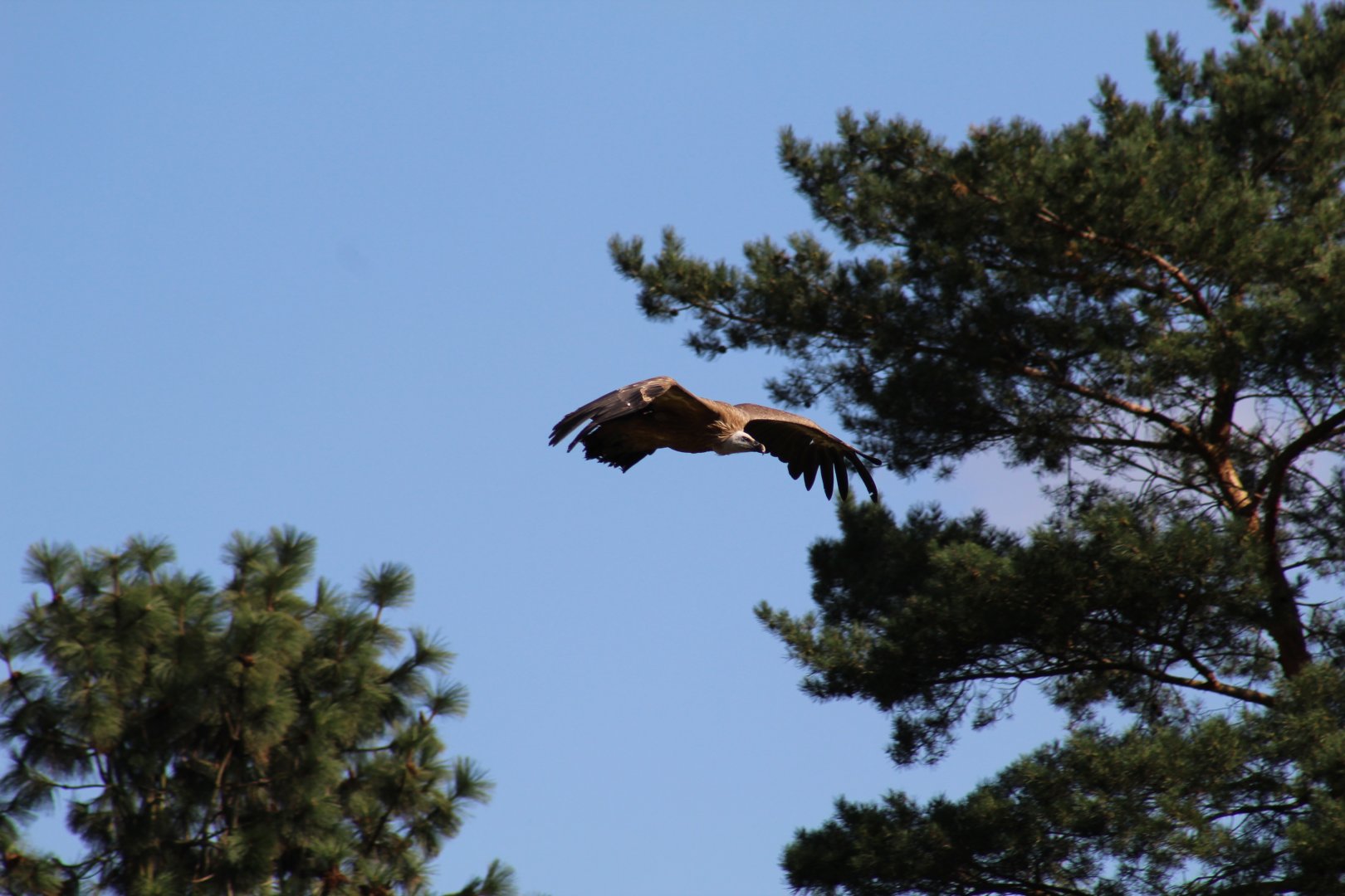 Western Eurasian Griffon Vulture