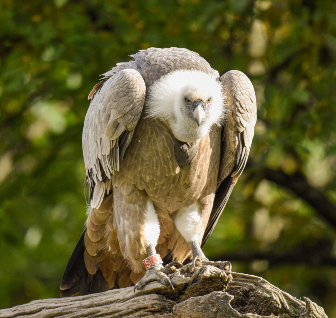 Western eurasian griffon vulture