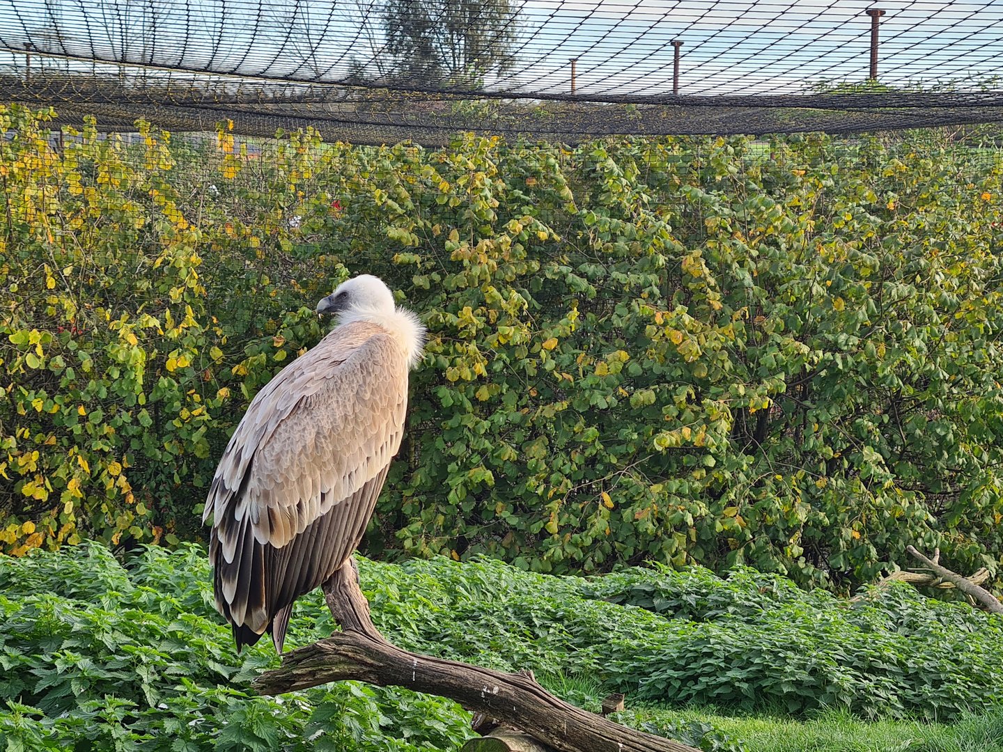 Western Eurasian griffon vulture