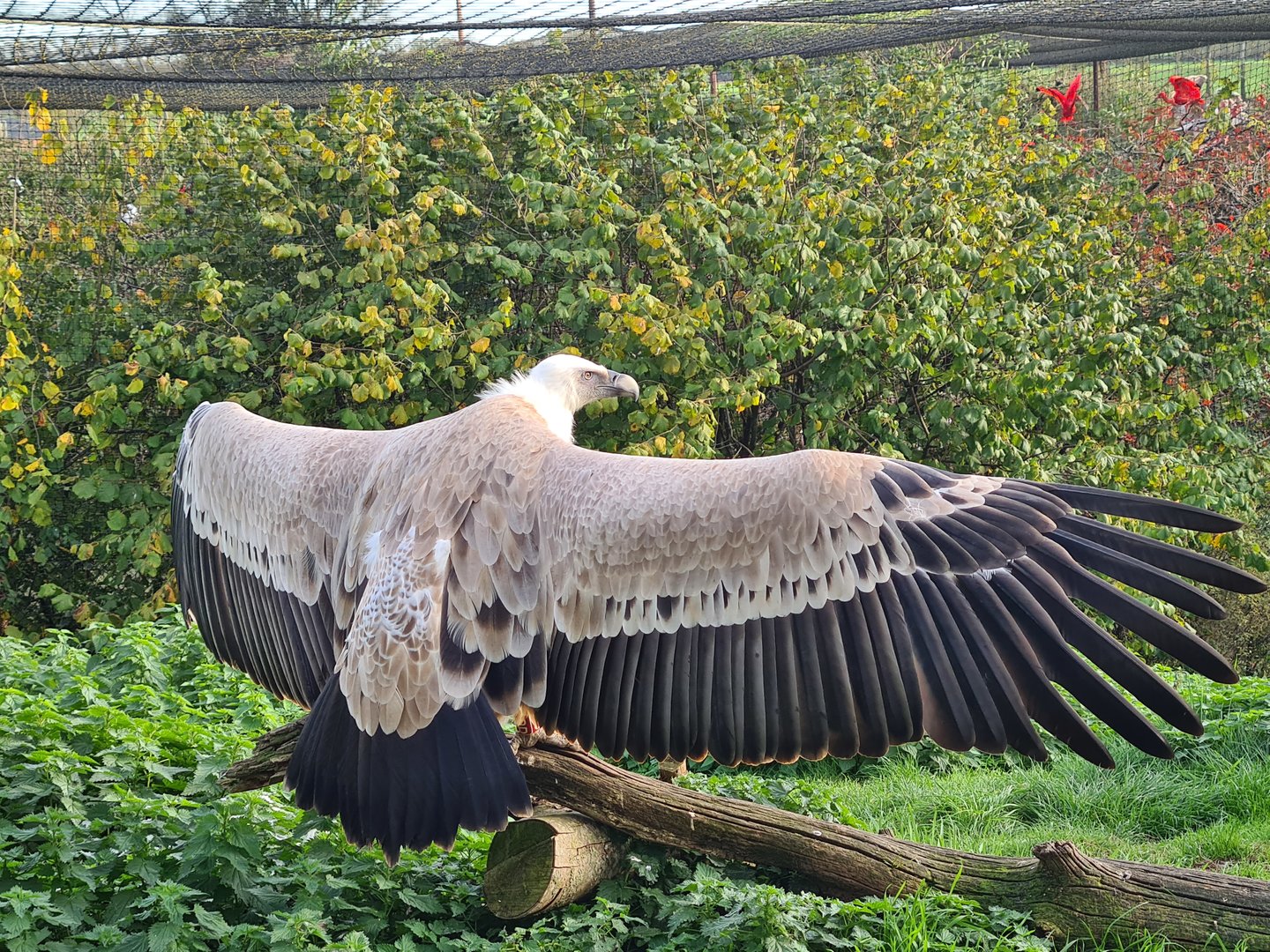 Western Eurasian griffon vulture