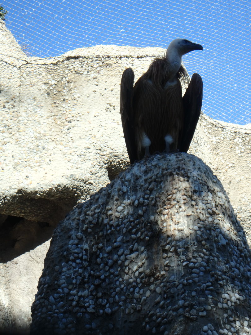 Western Eurasian griffon vulture