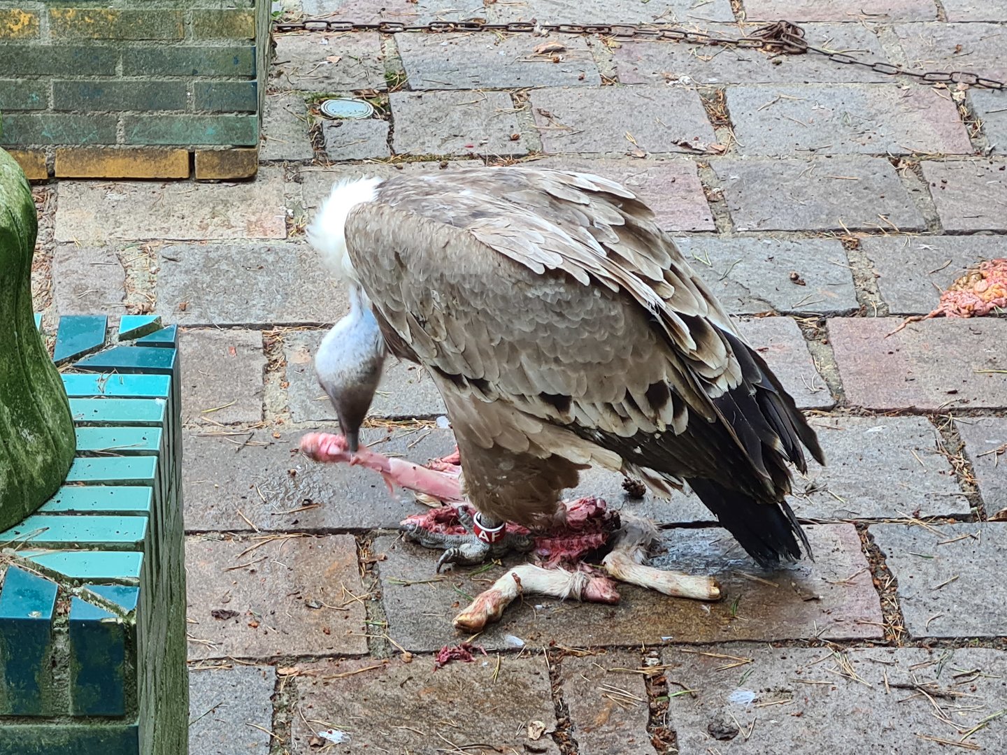 Western Eurasian griffon vulture
