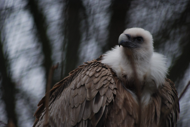 Western Eurasian griffon vulture