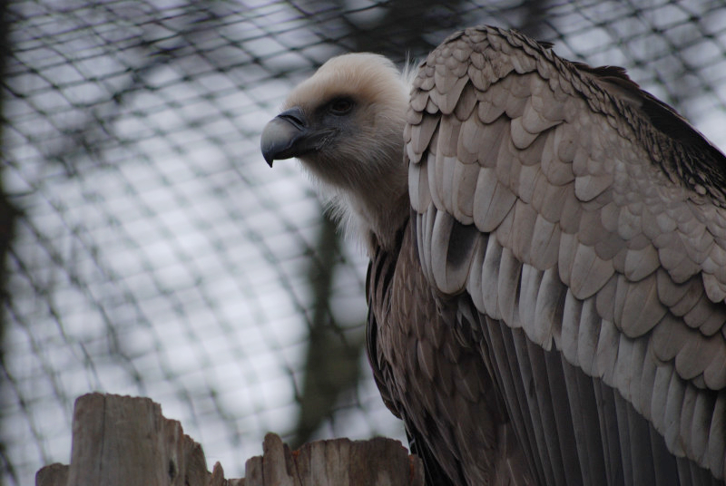 Western Eurasian griffon vulture