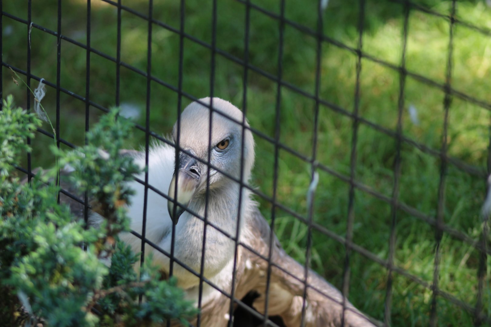 Western Eurasian Griffon Vulture