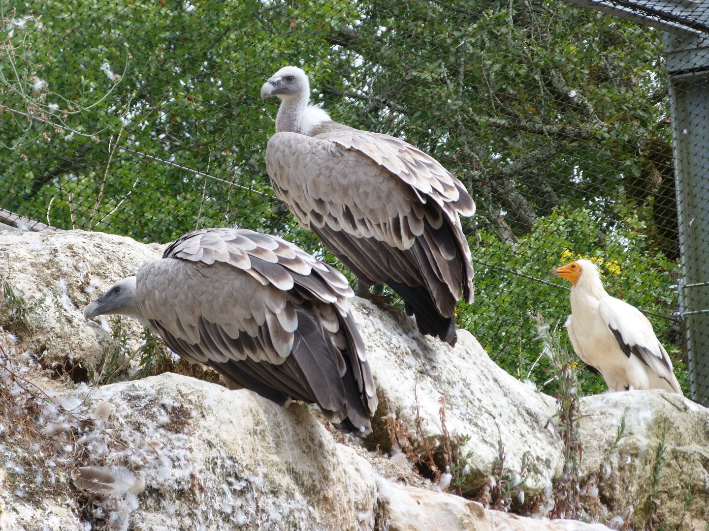 Western Eurasian griffon vultures and Western Egyptian vulture -Zoodyssée (2025)