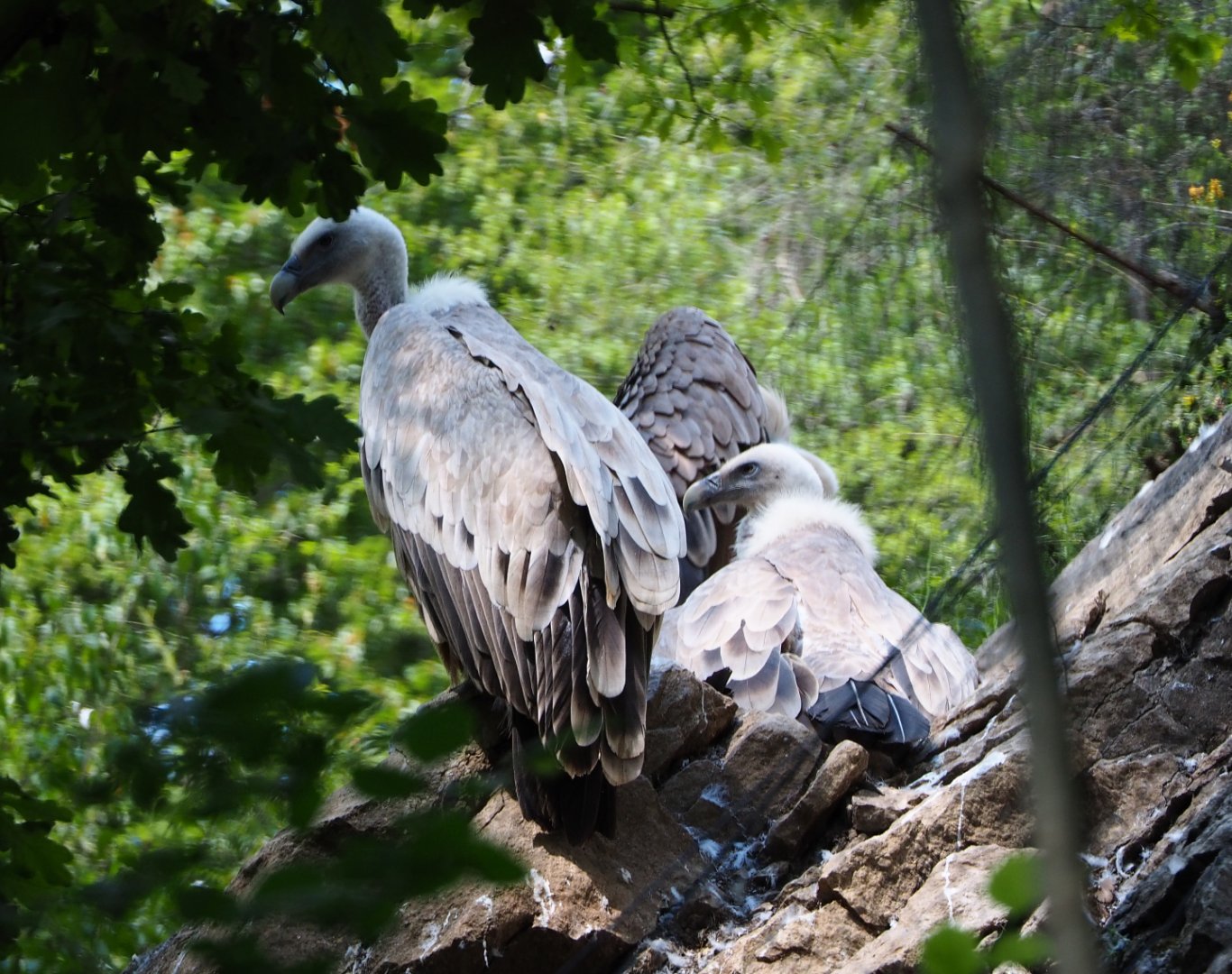 Western Eurasian griffon vultures (Gyps fulvus fulvus), 2020-07-12