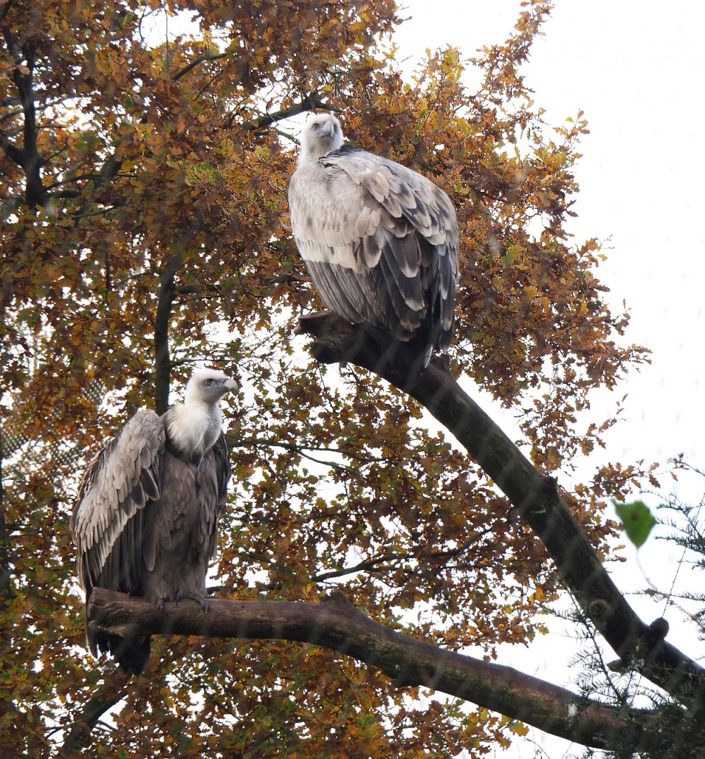 Western eurasian griffon vultures (Gyps fulvus fulvus), 2021-11-23