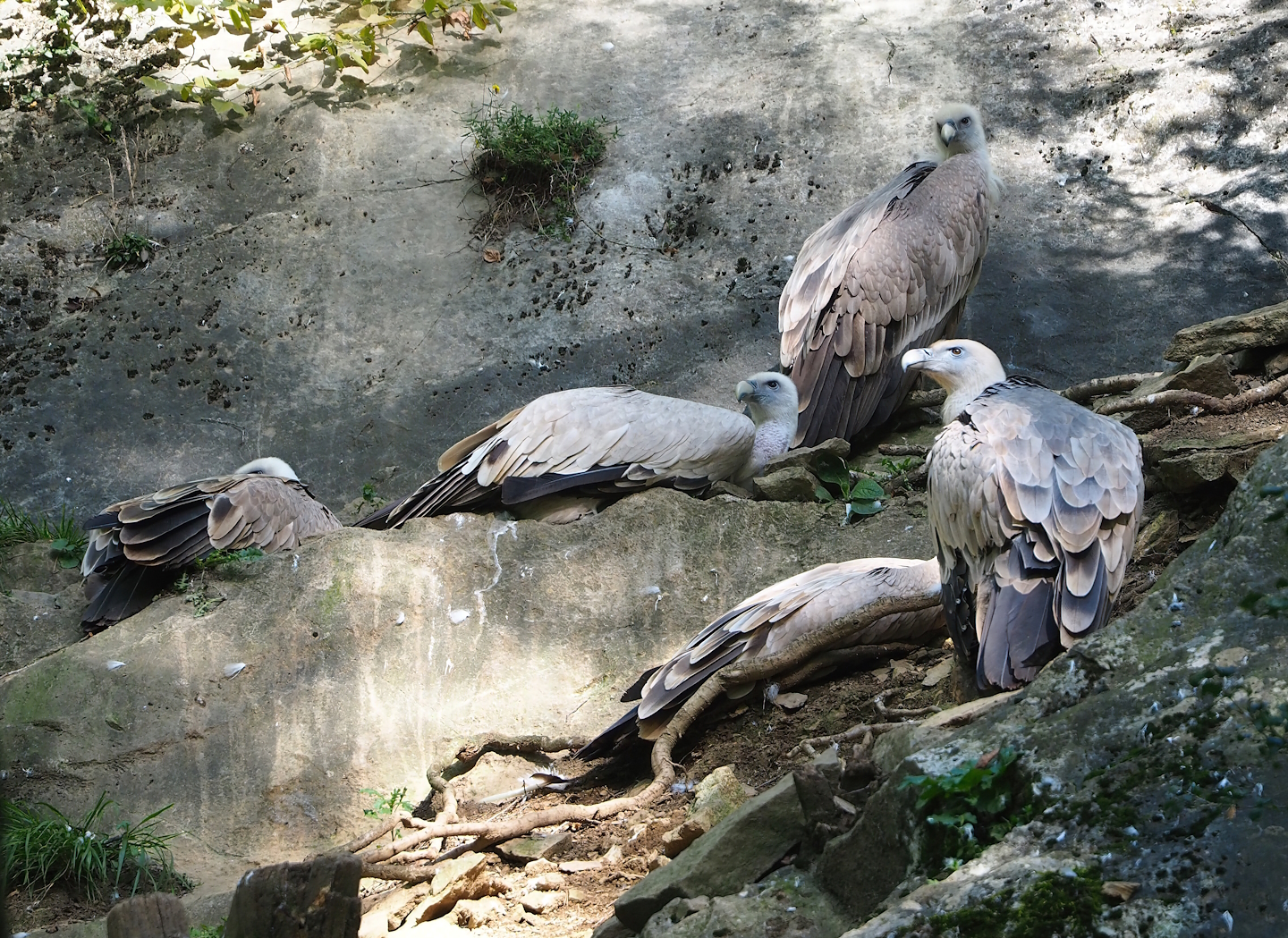 Western Eurasian griffon vultures (Gyps fulvus fulvus), 2023-09-26