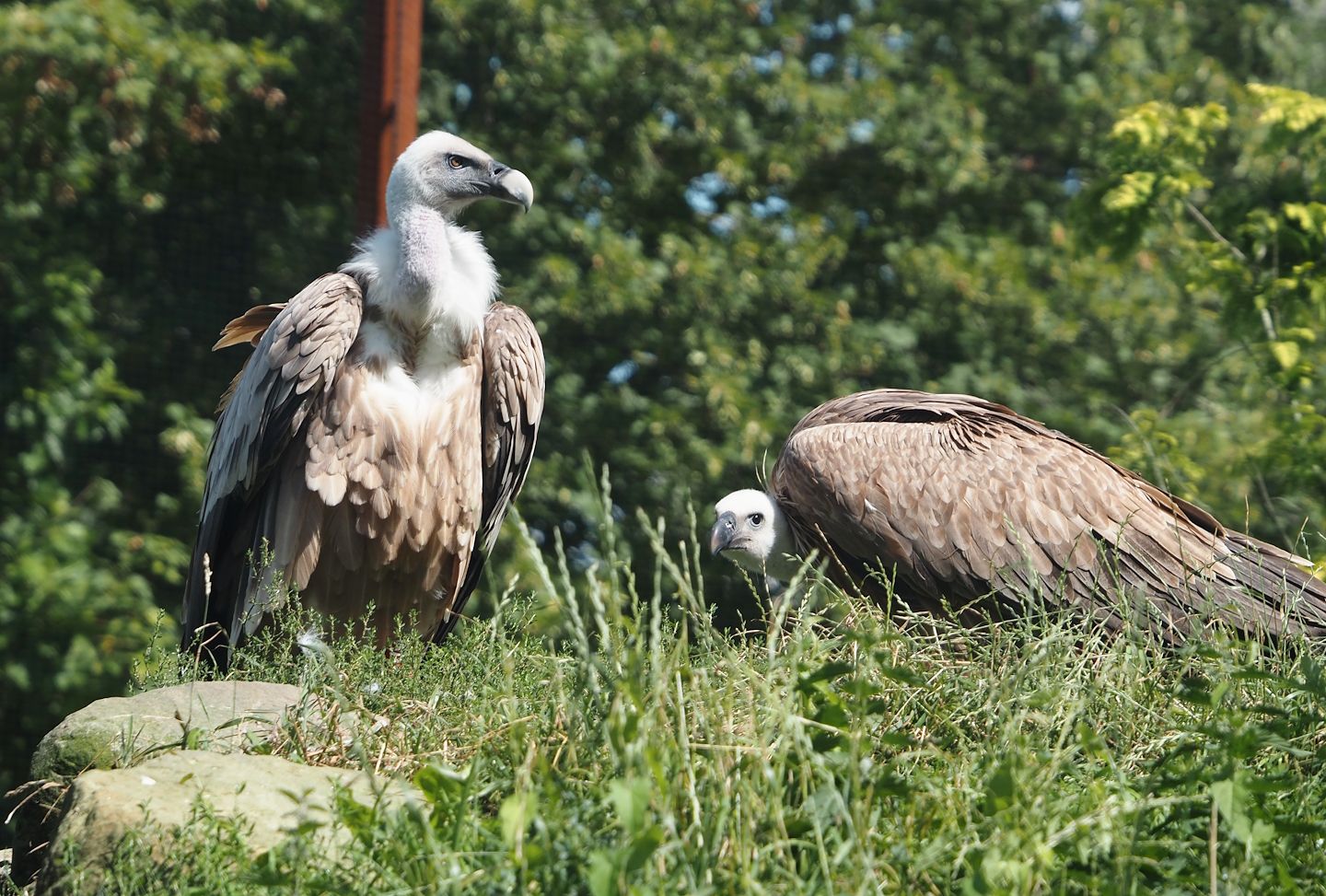 Western Eurasian griffon vultures (Gyps fulvus fulvus), 2024-08-21