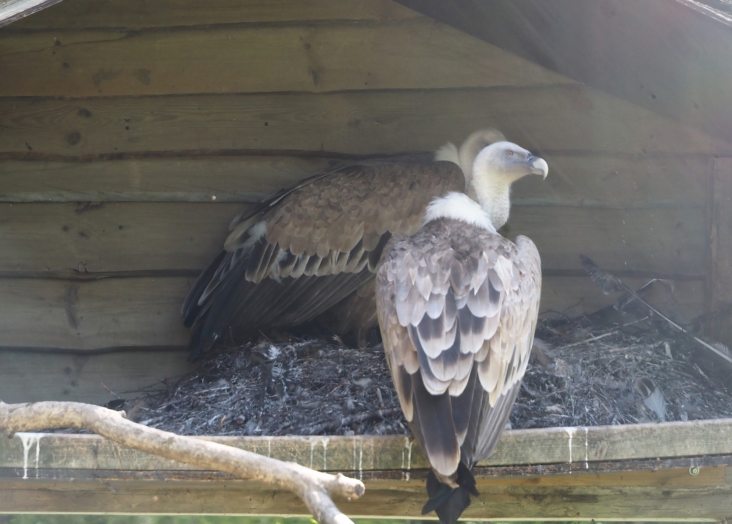 Western Eurasian griffon vultures (Gyps fulvus fulvus), 2025-04-30