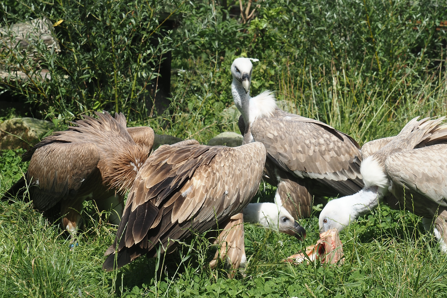 Western Eurasian griffon vultures (Gyps fulvus fulvus) eating some ribs, 2024-08-21
