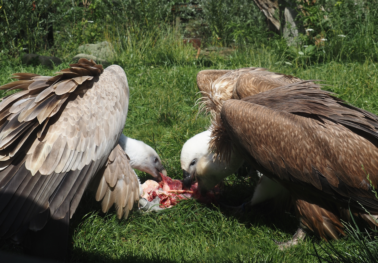 Western Eurasian griffon vultures (Gyps fulvus fulvus) eating some ribs, 2024-08-21