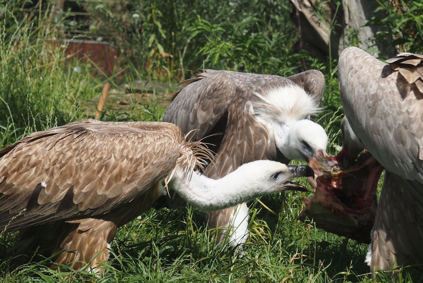 Western Eurasian griffon vultures (Gyps fulvus fulvus) eating some ribs, 2024-08-21