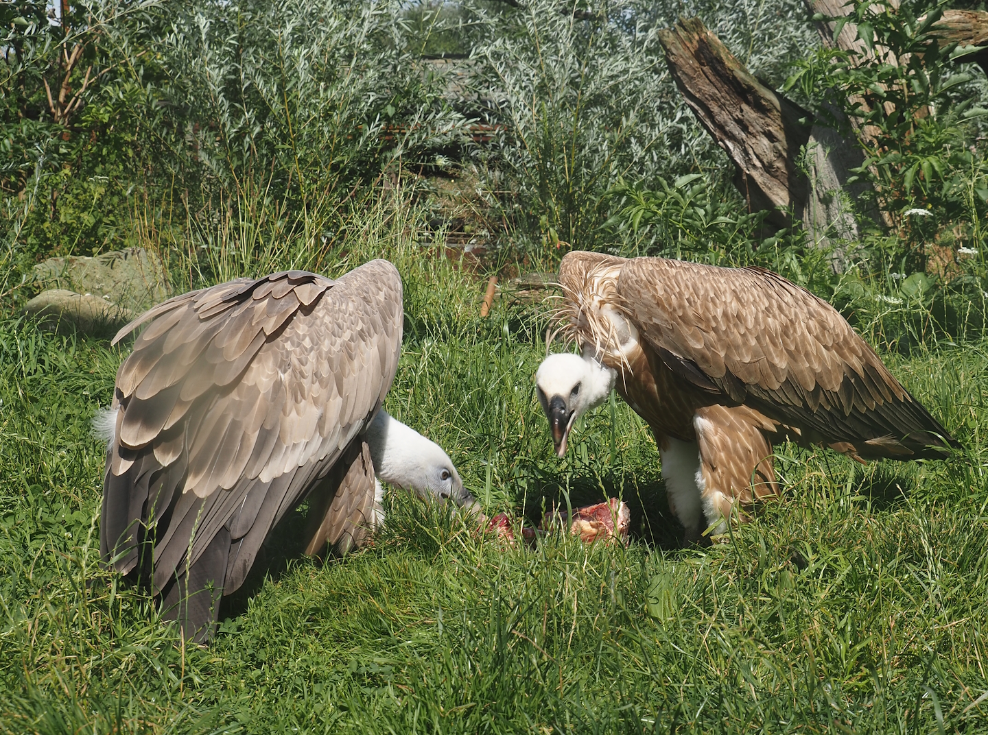 Western Eurasian griffon vultures (Gyps fulvus fulvus) eating some ribs, 2024-08-21