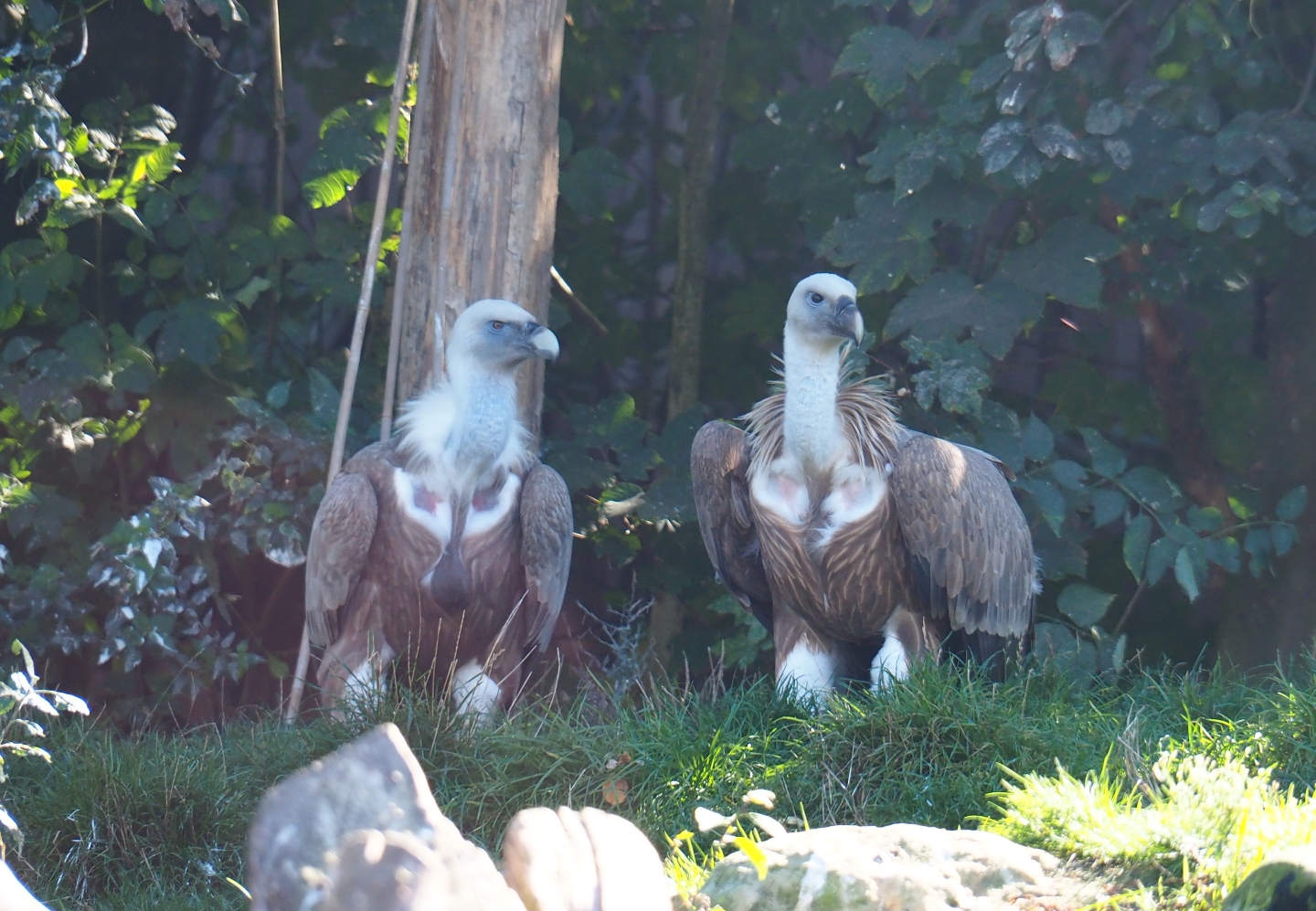 Western eurasian griffon vultures (Gyps fulvus fulvus), Oct 13th, 2018