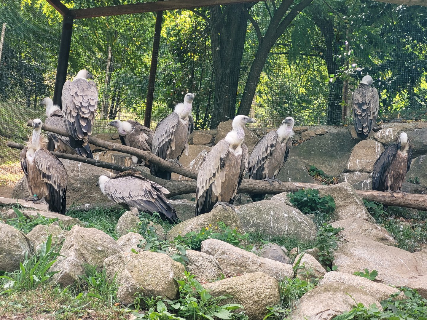 Western eurasian griffon vultures -Parc Animalier des Pyrénées (2023)