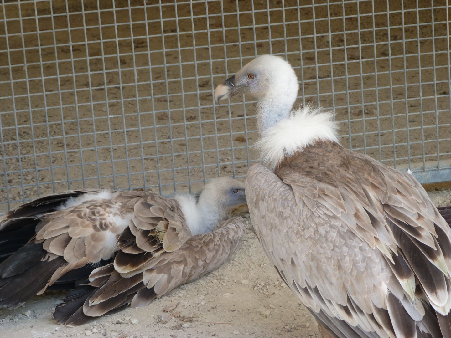 Western Eurasian griffon vultures -Zoodyssée (2025)