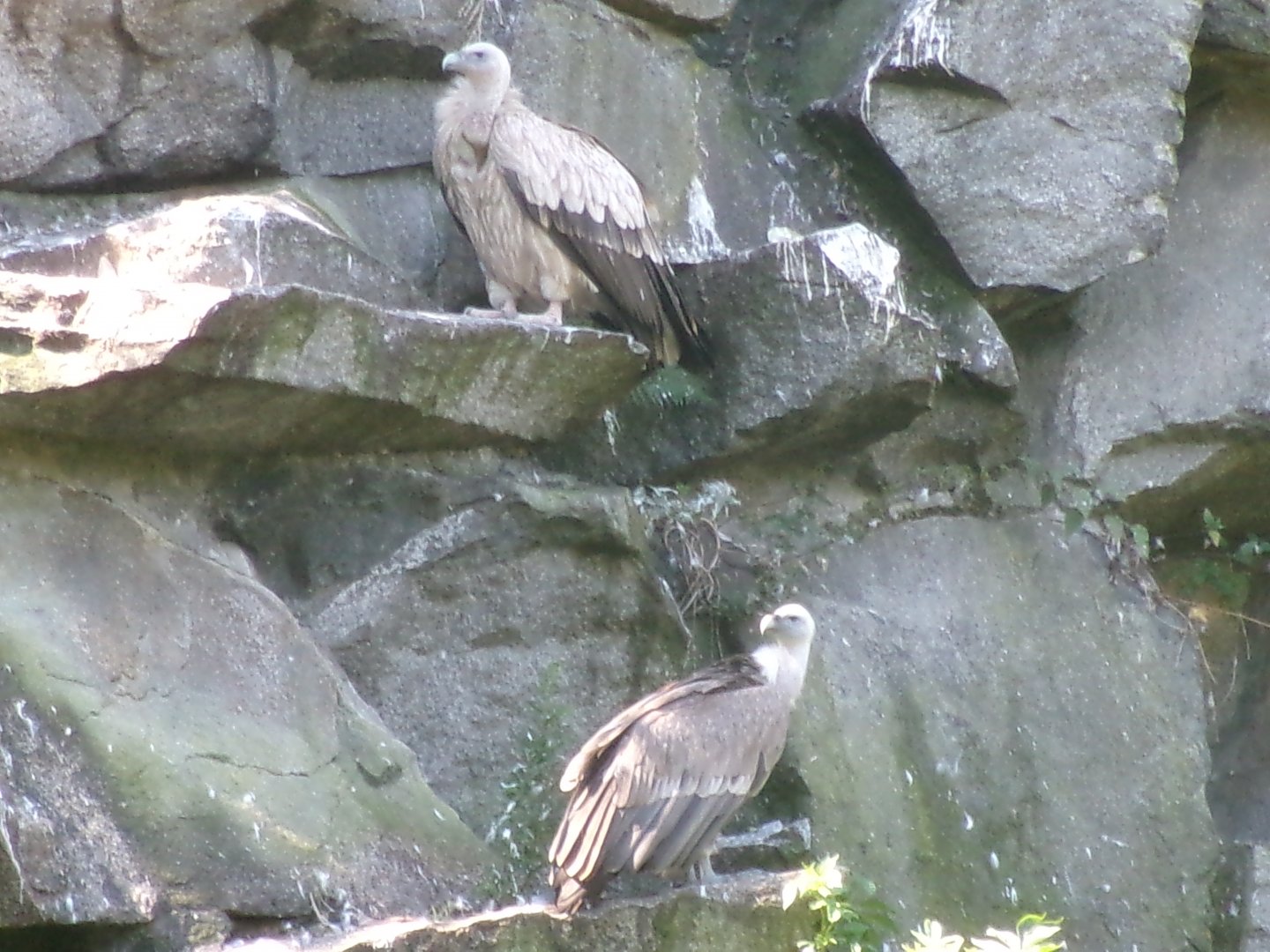Western Eurasian griffon vultures