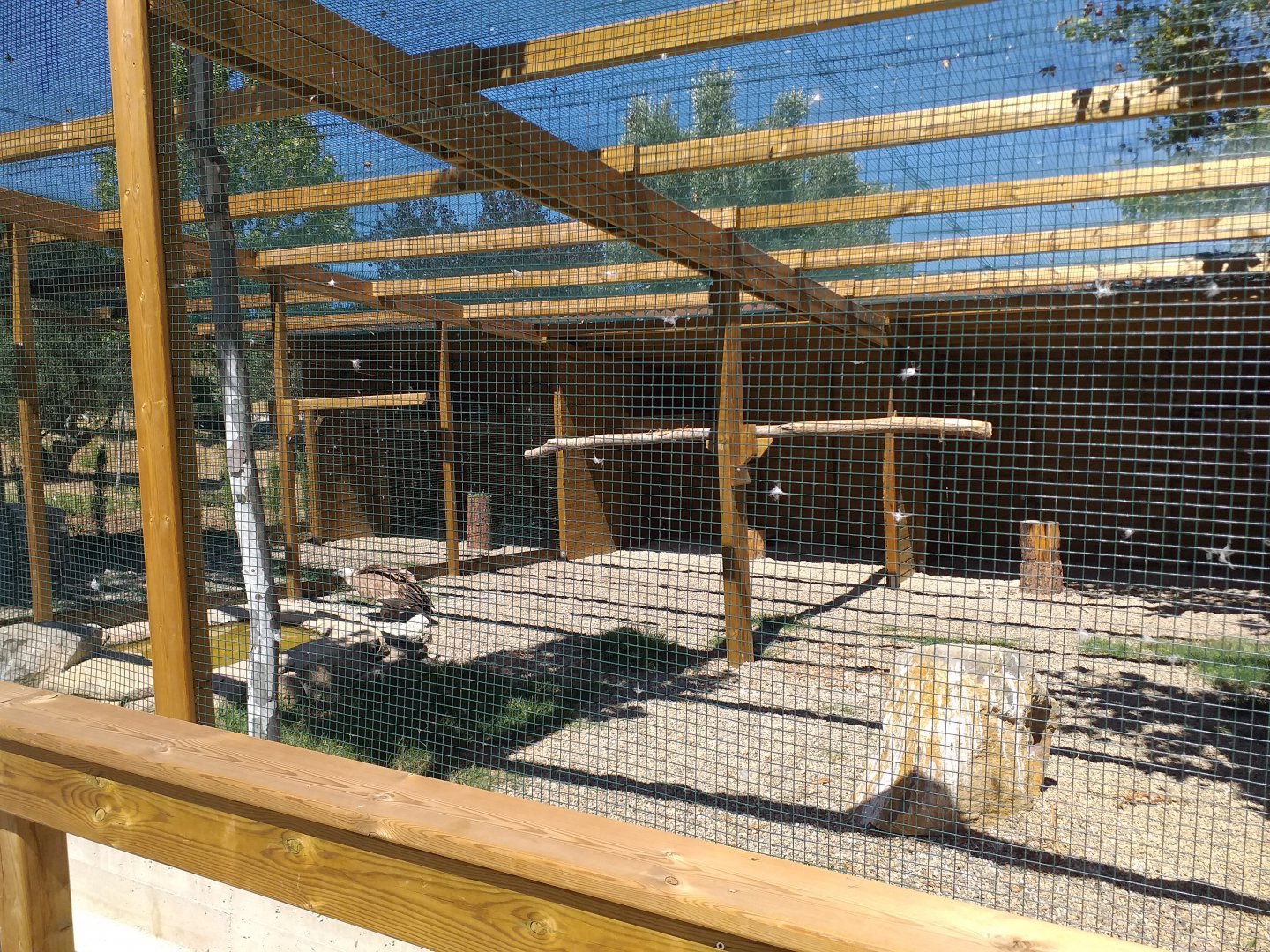 Western eurasian vulture exhibit -Sendaviva (2020)