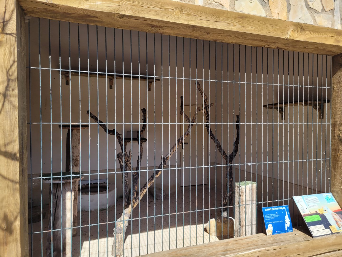 Western European barn owl exhibit -Tierra Rapaz (2024)