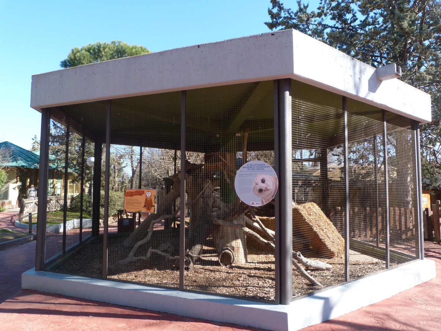 Western European barn owl exhibit -Zoo Aquarium de Madrid (2025)