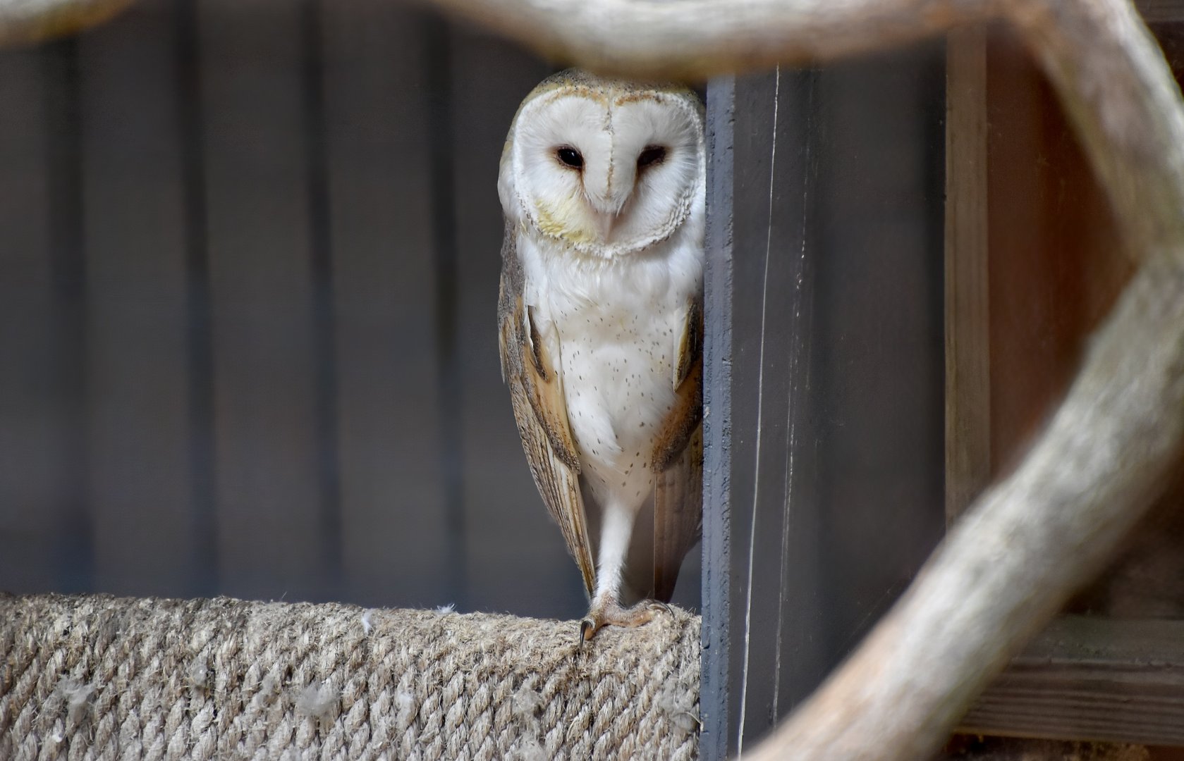 Western European Barn Owl (Tyto alba alba) - "Barnaby"