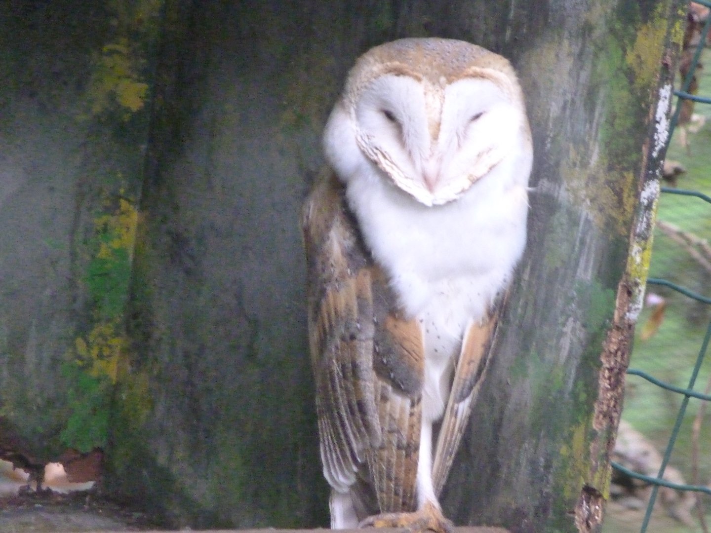 Western European barn owl -Zoo de Santillana del Mar (2024)