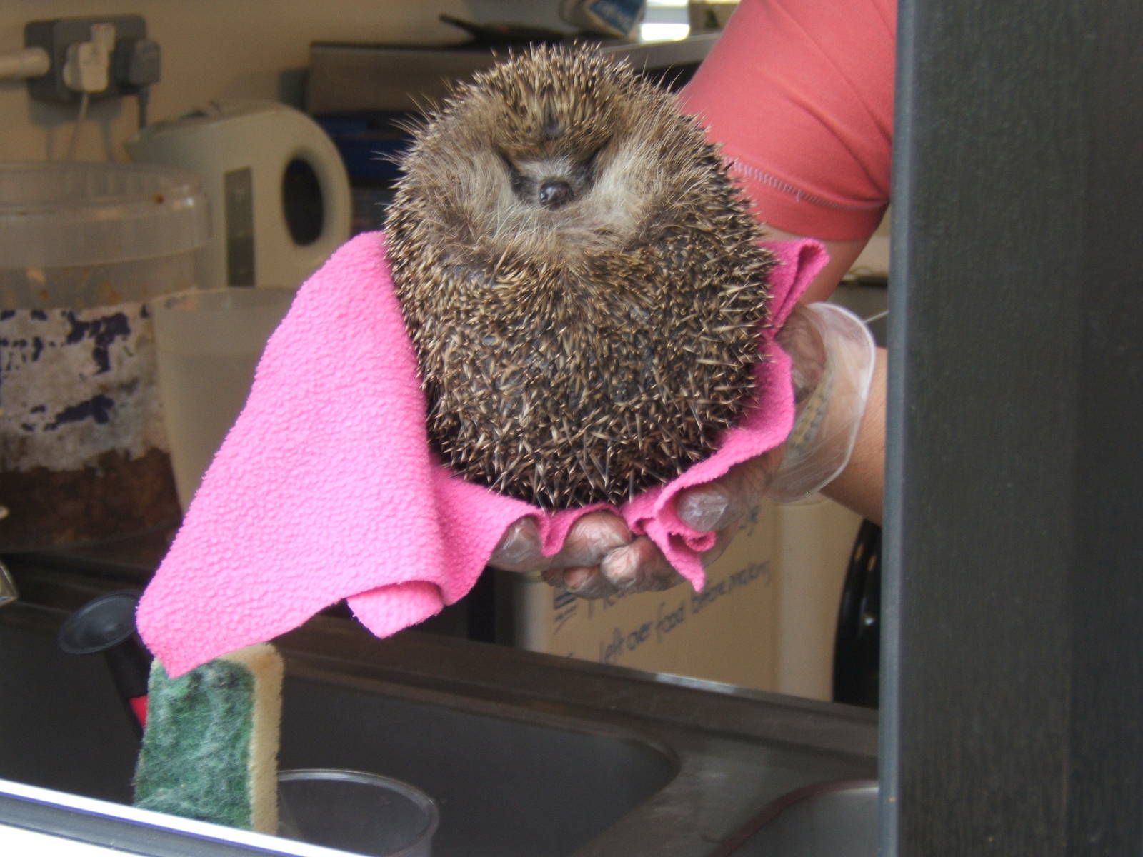 Western European Hedgehog