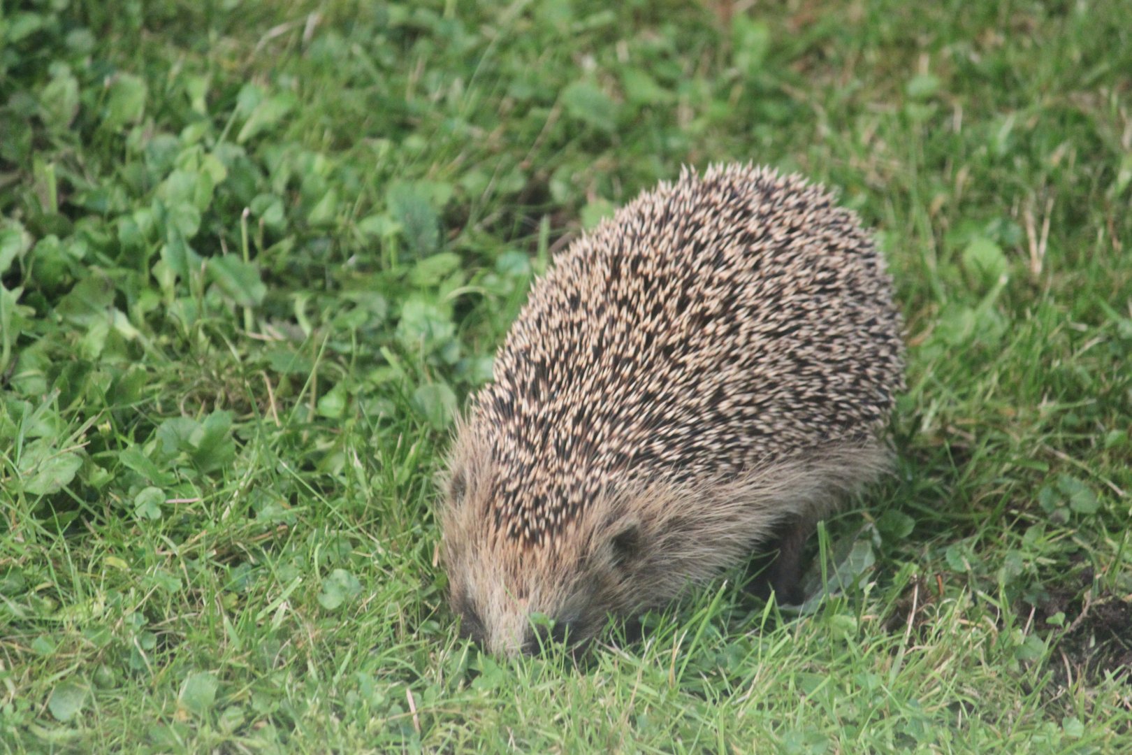 Western European Hedgehog