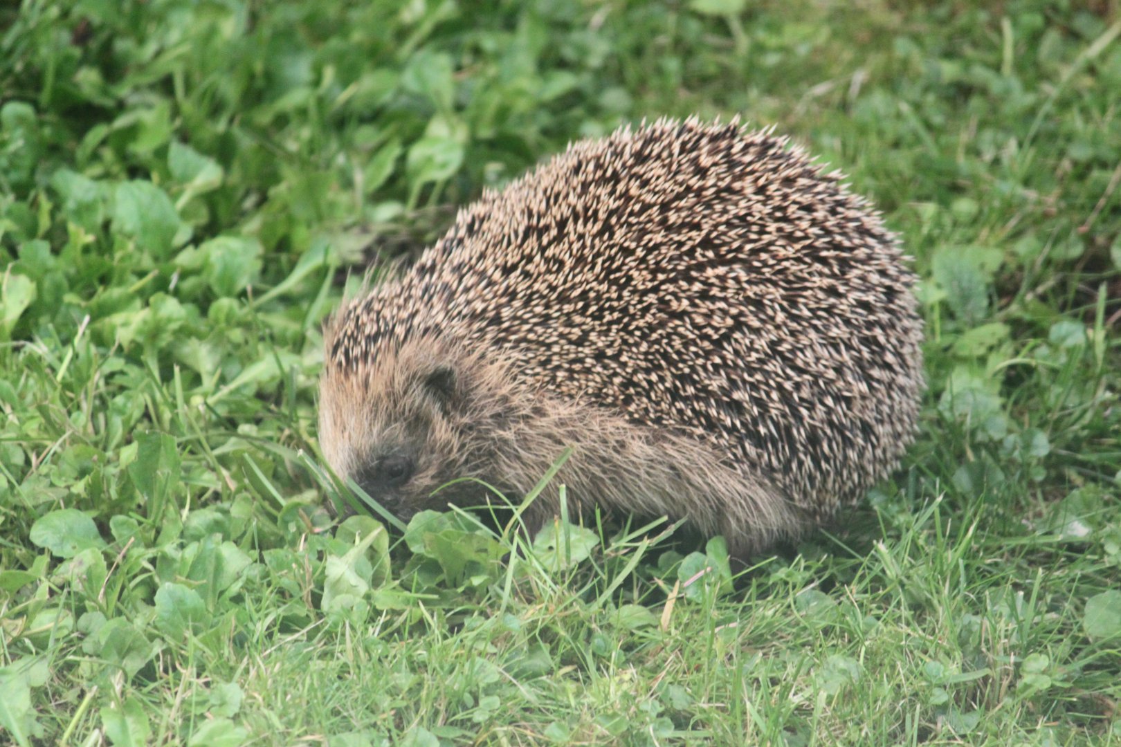 Western European Hedgehog