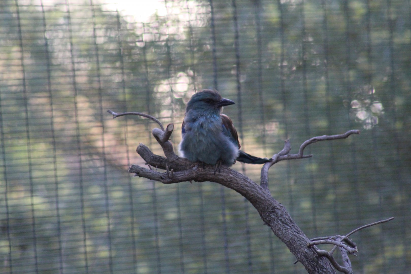 Western European Roller