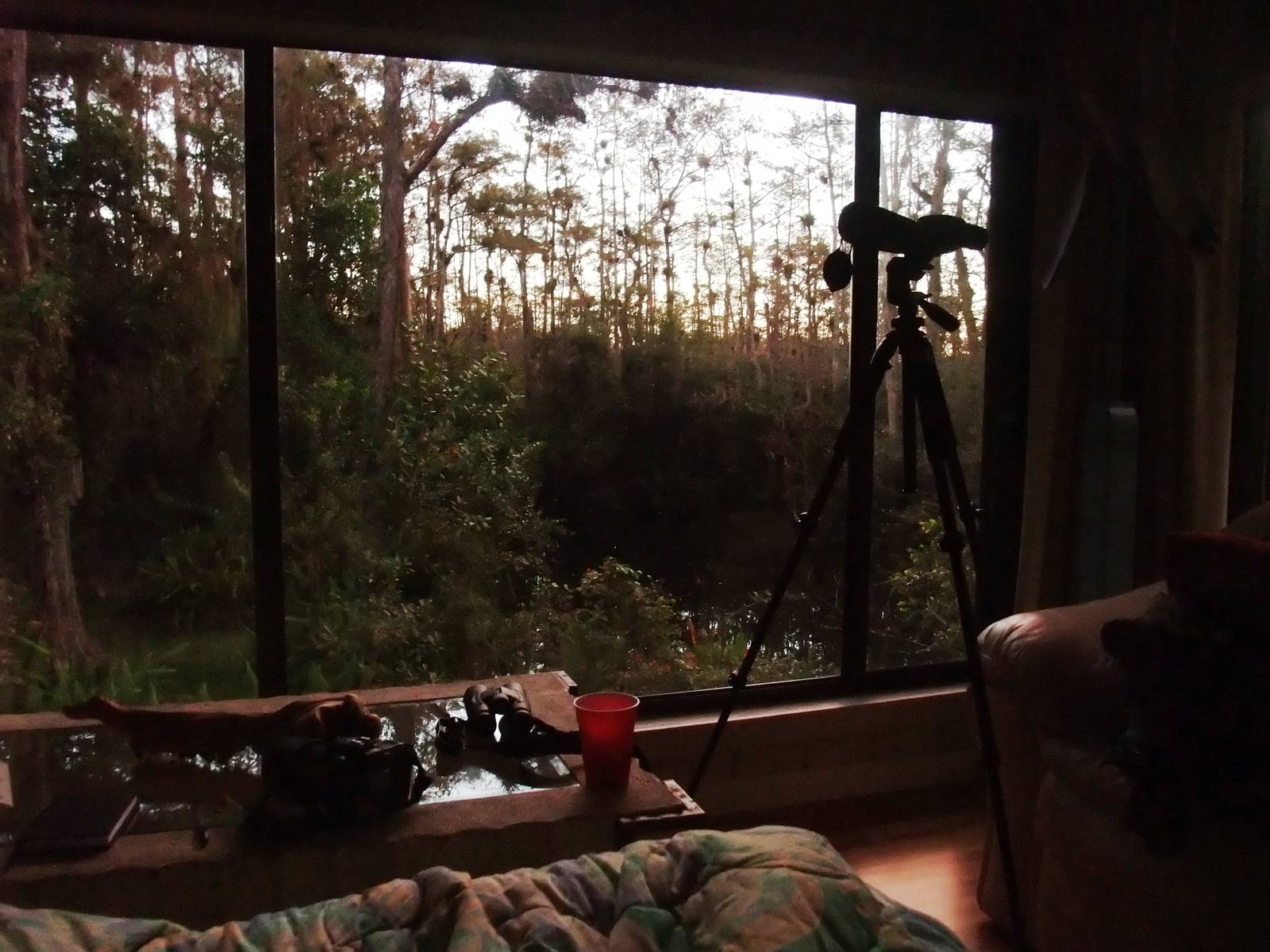 Western Everglades/Big Cypress, October 2013