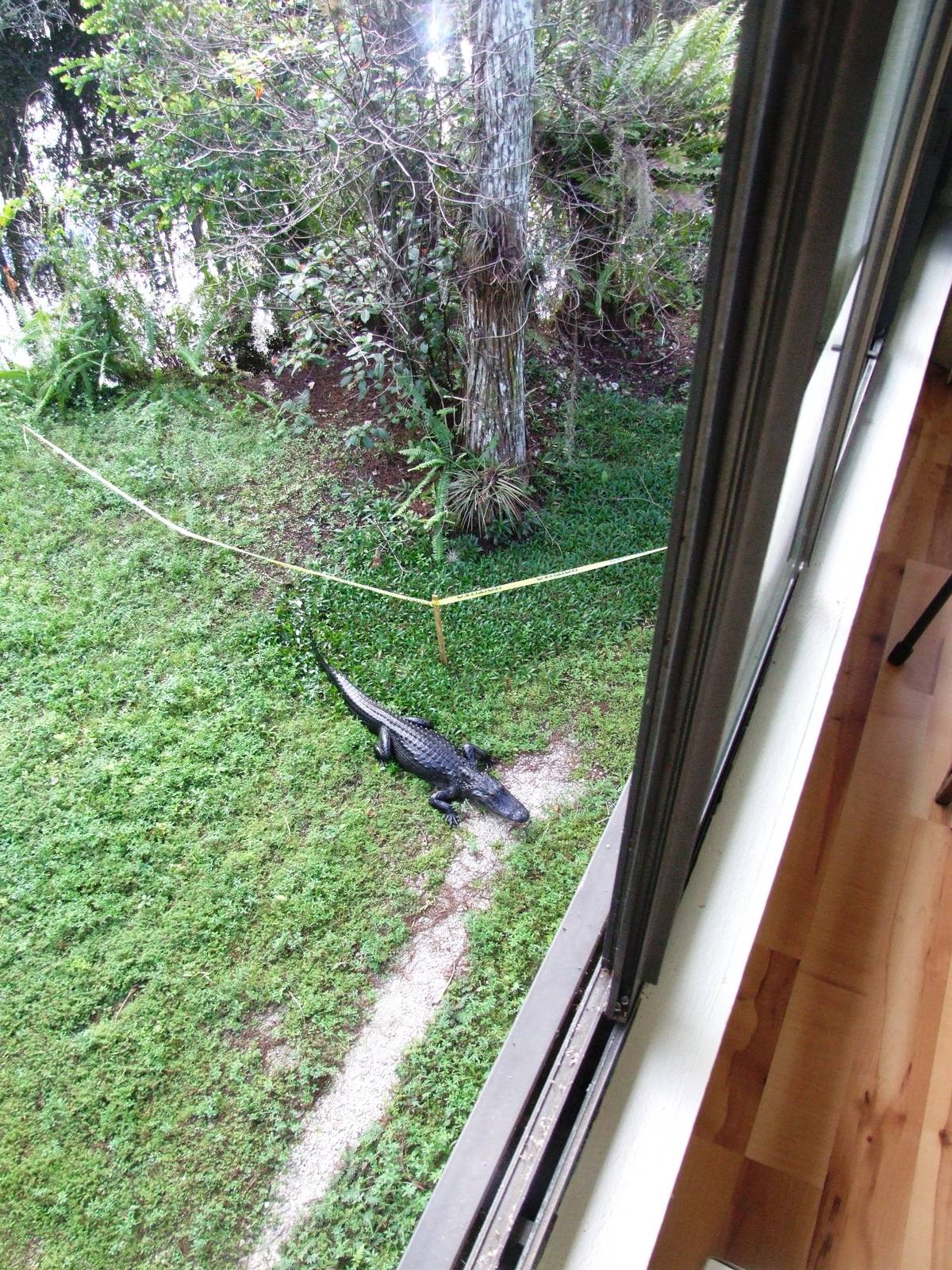 Western Everglades/Big Cypress, October 2013