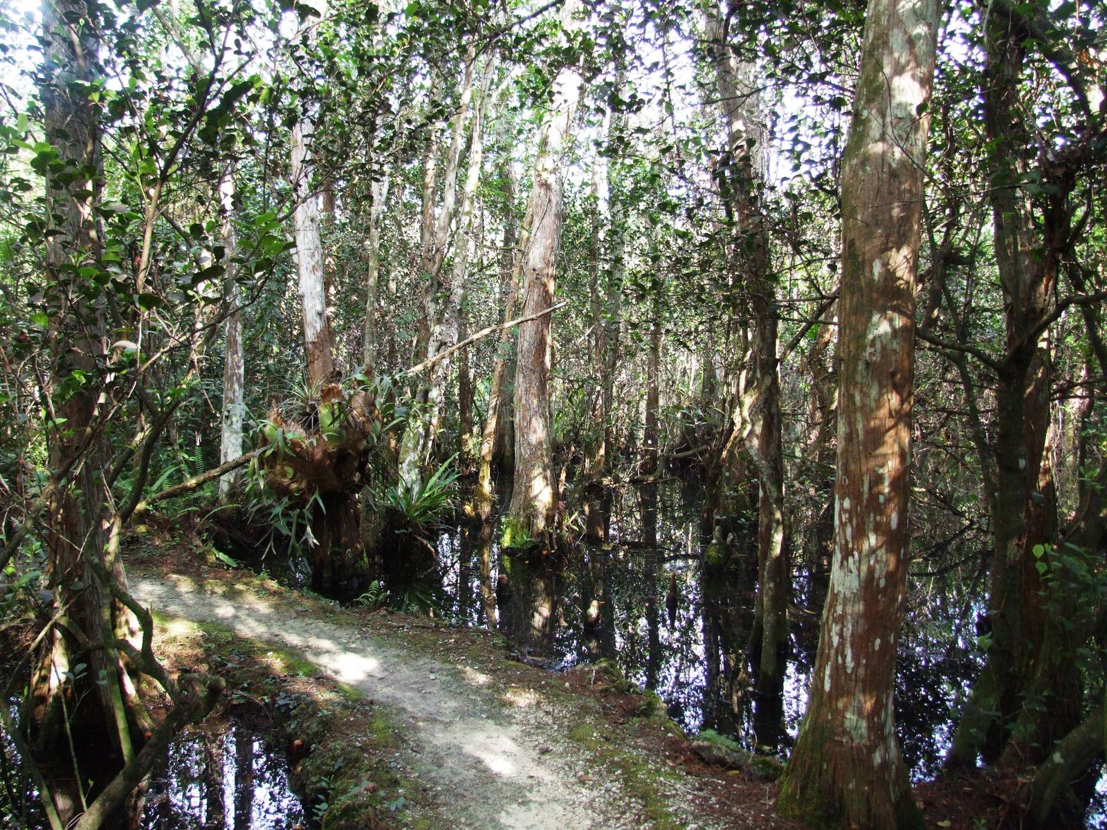 Western Everglades/Big Cypress, October 2013