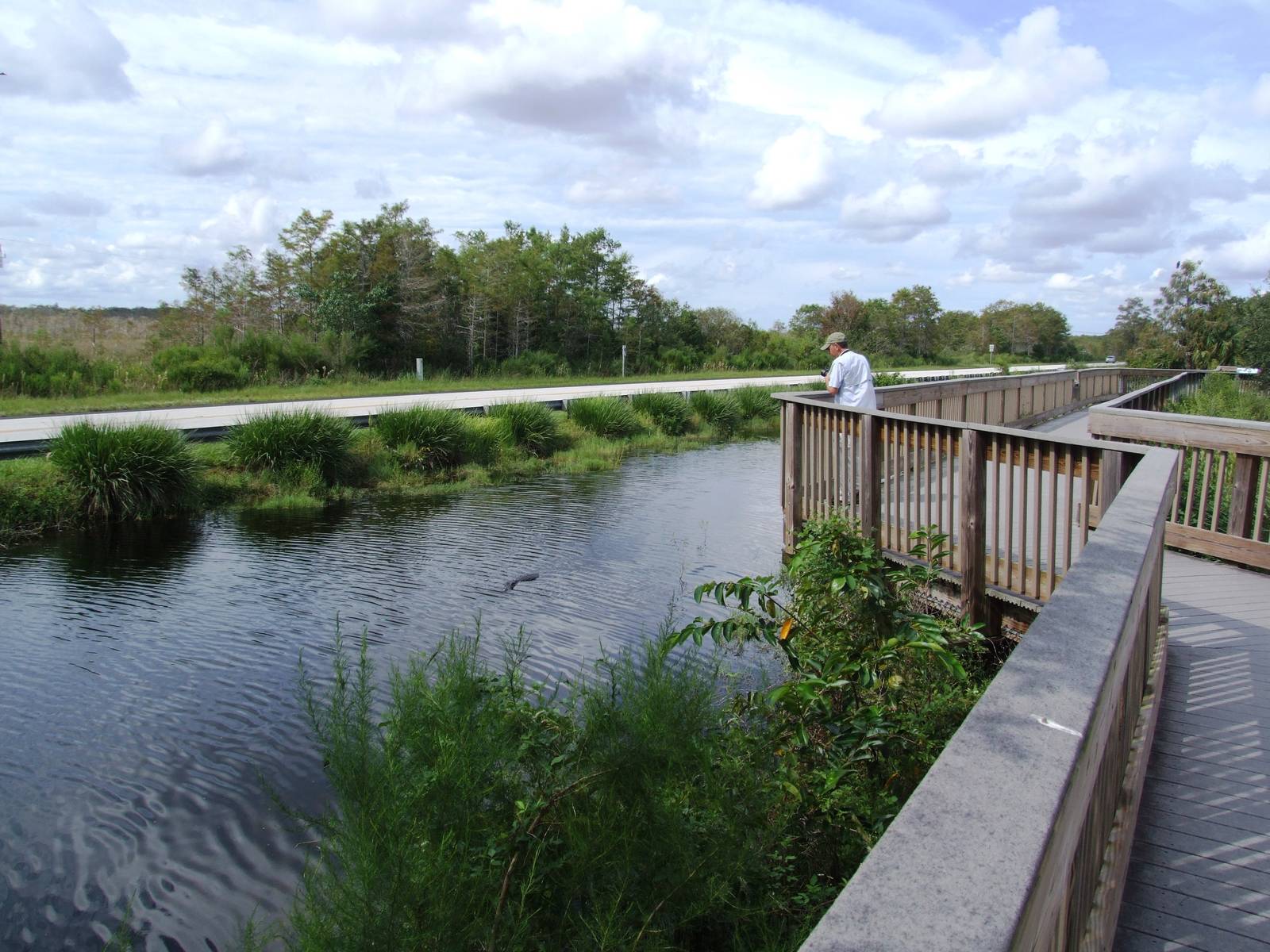 Western Everglades/Big Cypress, October 2013