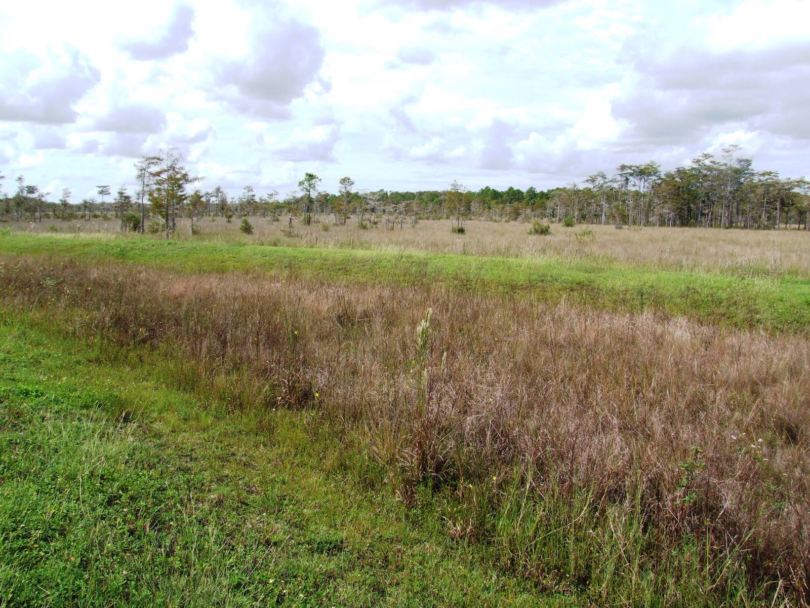 Western Everglades/Big Cypress, October 2013