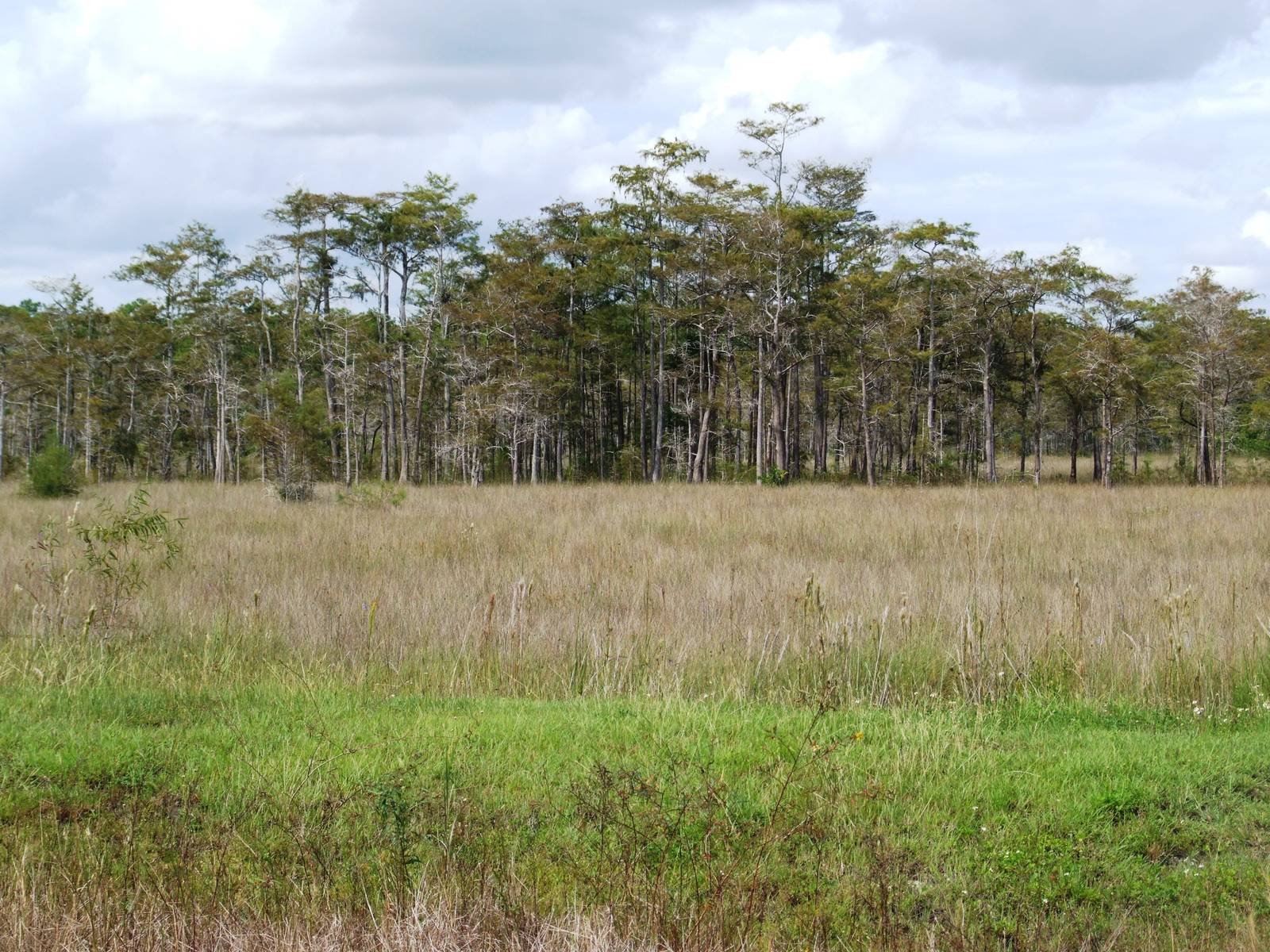 Western Everglades/Big Cypress, October 2013