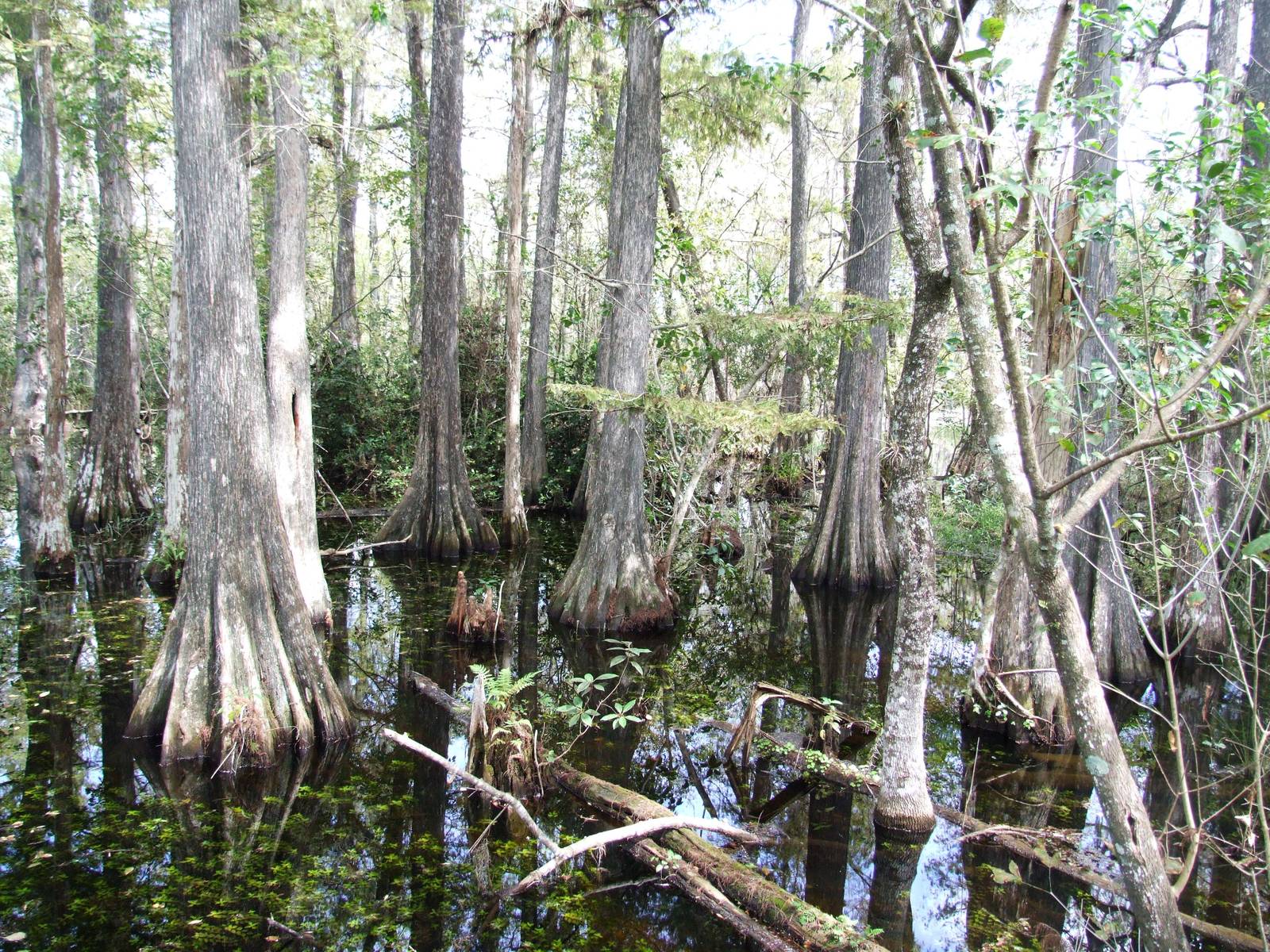 Western Everglades/Big Cypress, October 2013