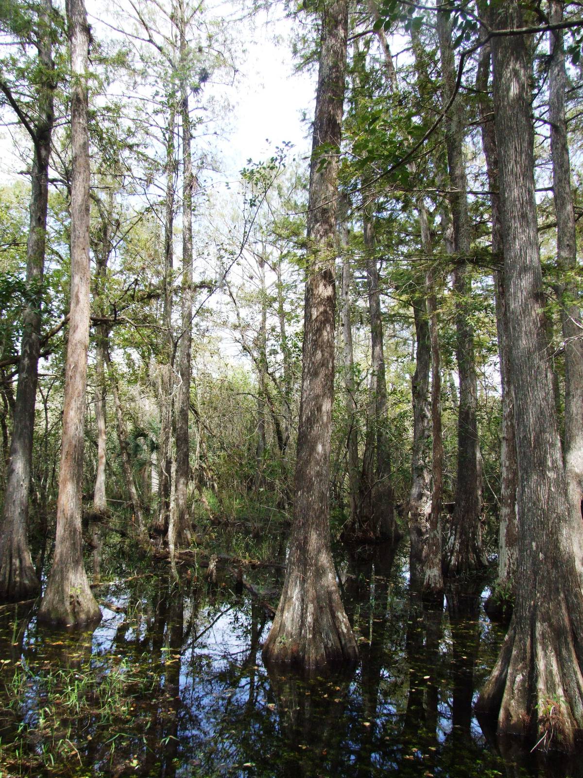 Western Everglades/Big Cypress, October 2013