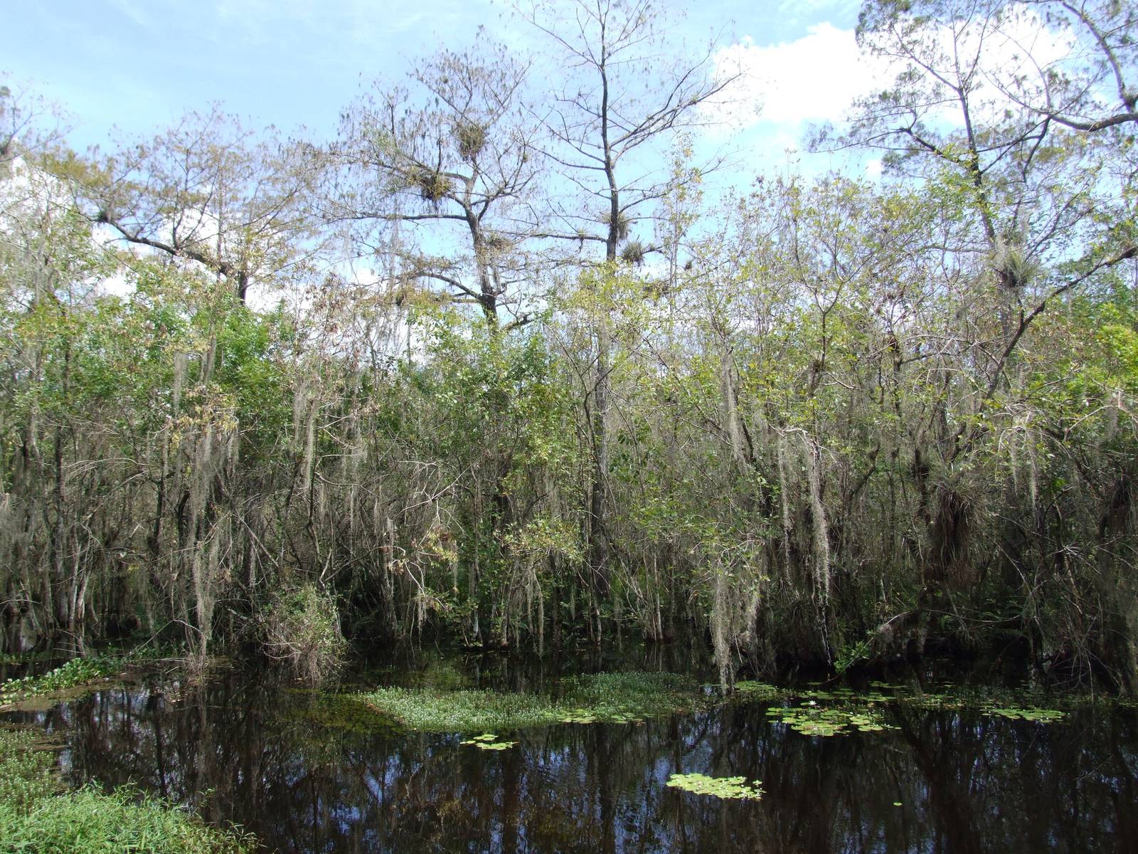 Western Everglades/Big Cypress, October 2013