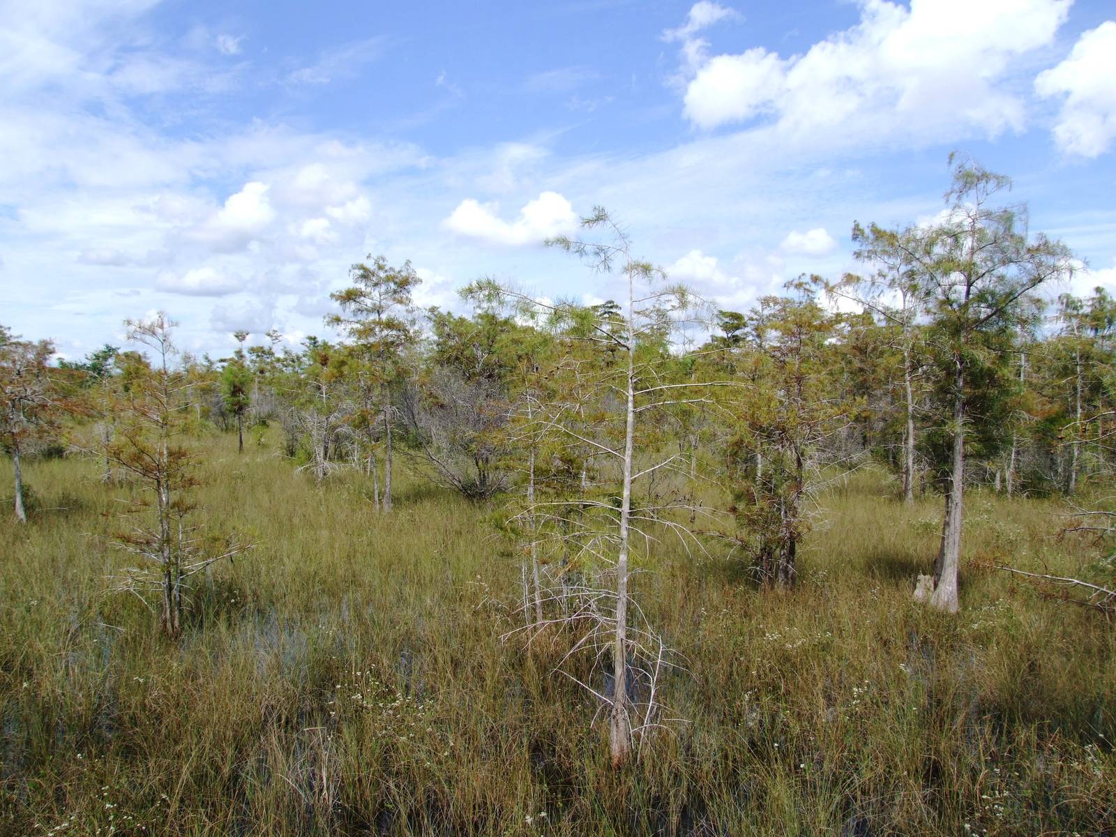 Western Everglades/Big Cypress, October 2013