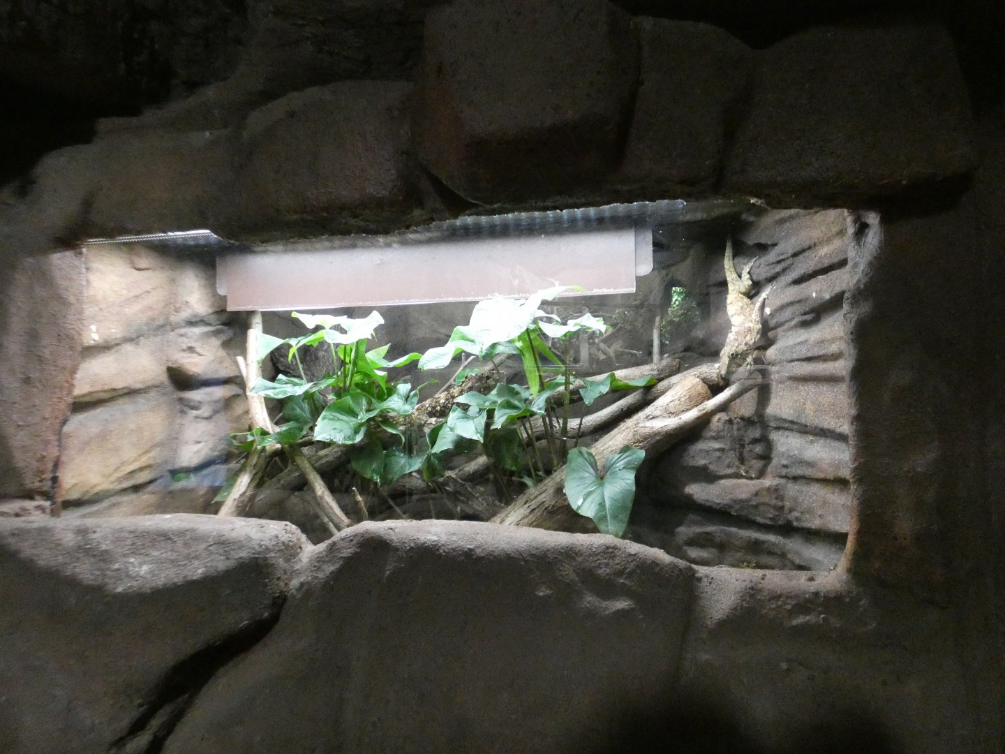 Western false chameleon anole enclosure