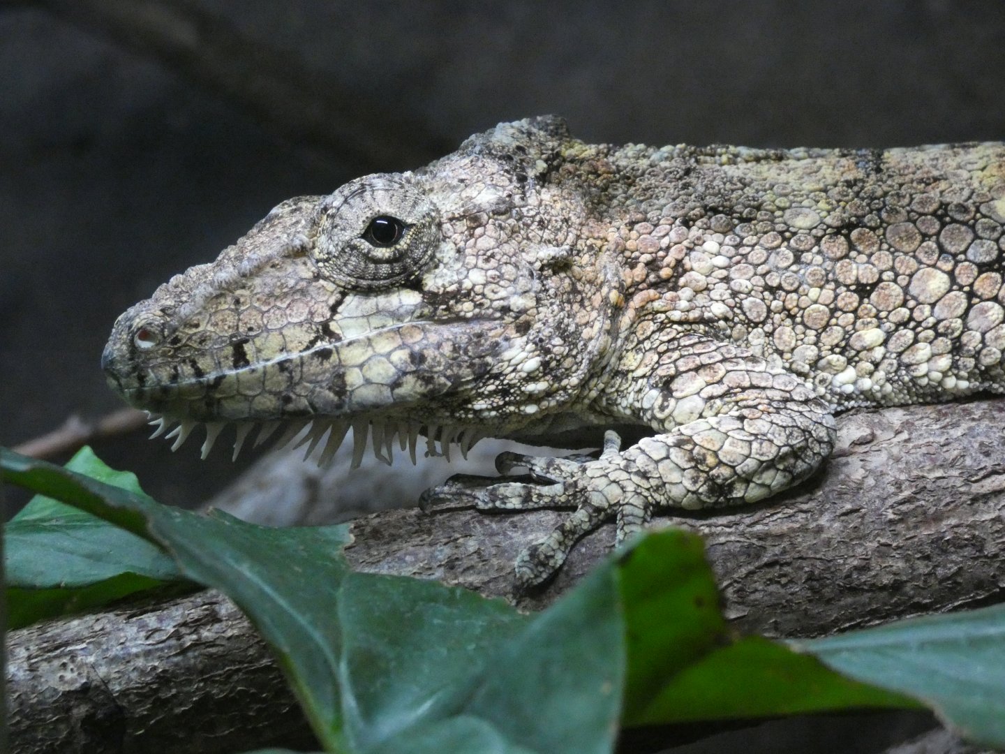 Western false chameleon anole