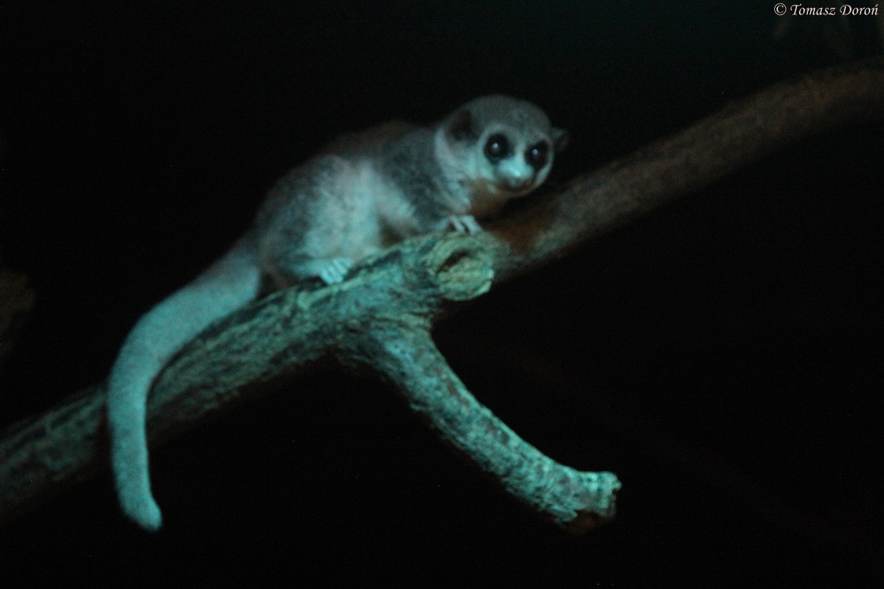 Western Fat-tailed Dwarf Lemur (Cheirogaleus medius) in famous Grzimek Haus