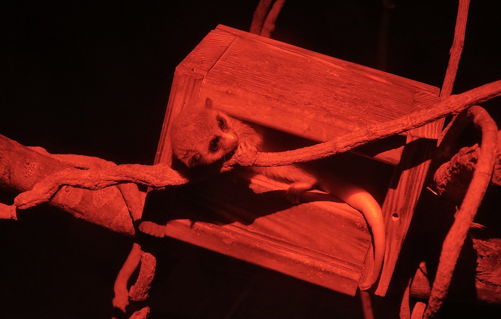 Western Fat-Tailed Dwarf Lemur (Cheirogaleus medius)