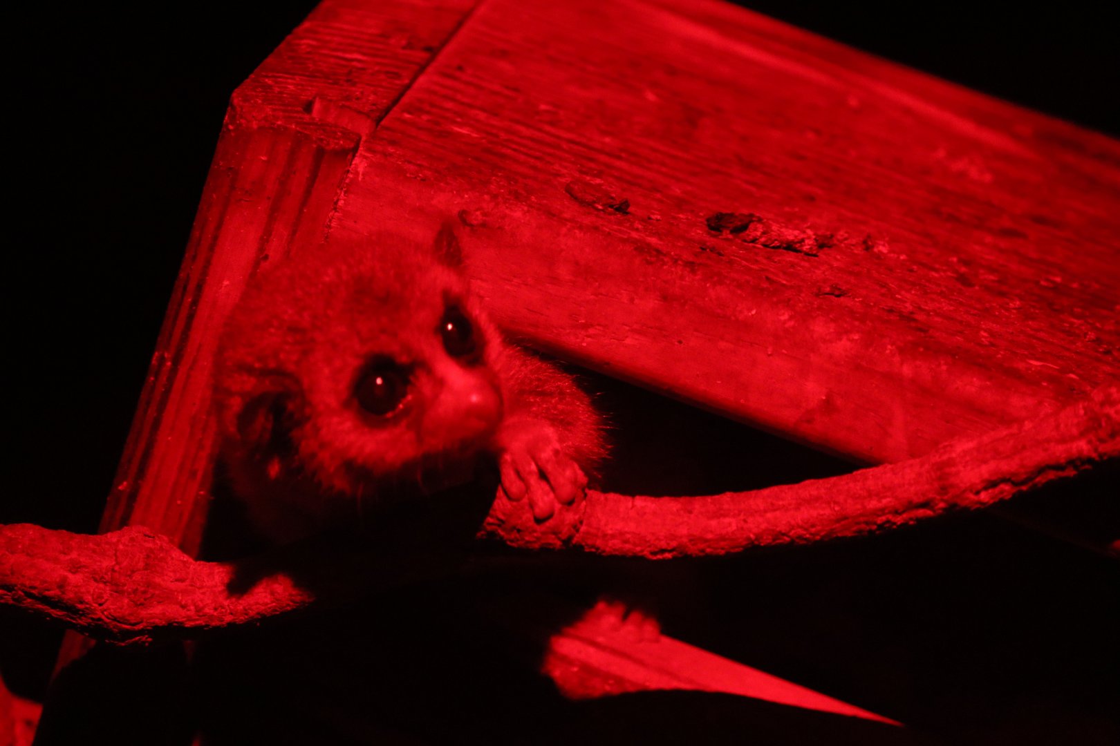 Western Fat-tailed Dwarf Lemur  (Cheirogaleus medius)