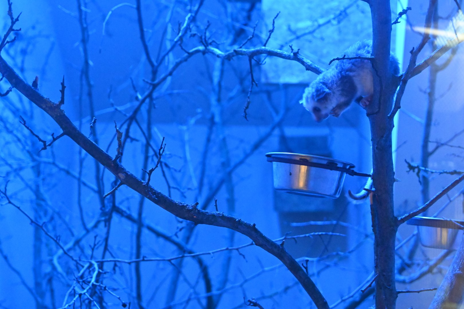 Western Fat-tailed Dwarf Lemur