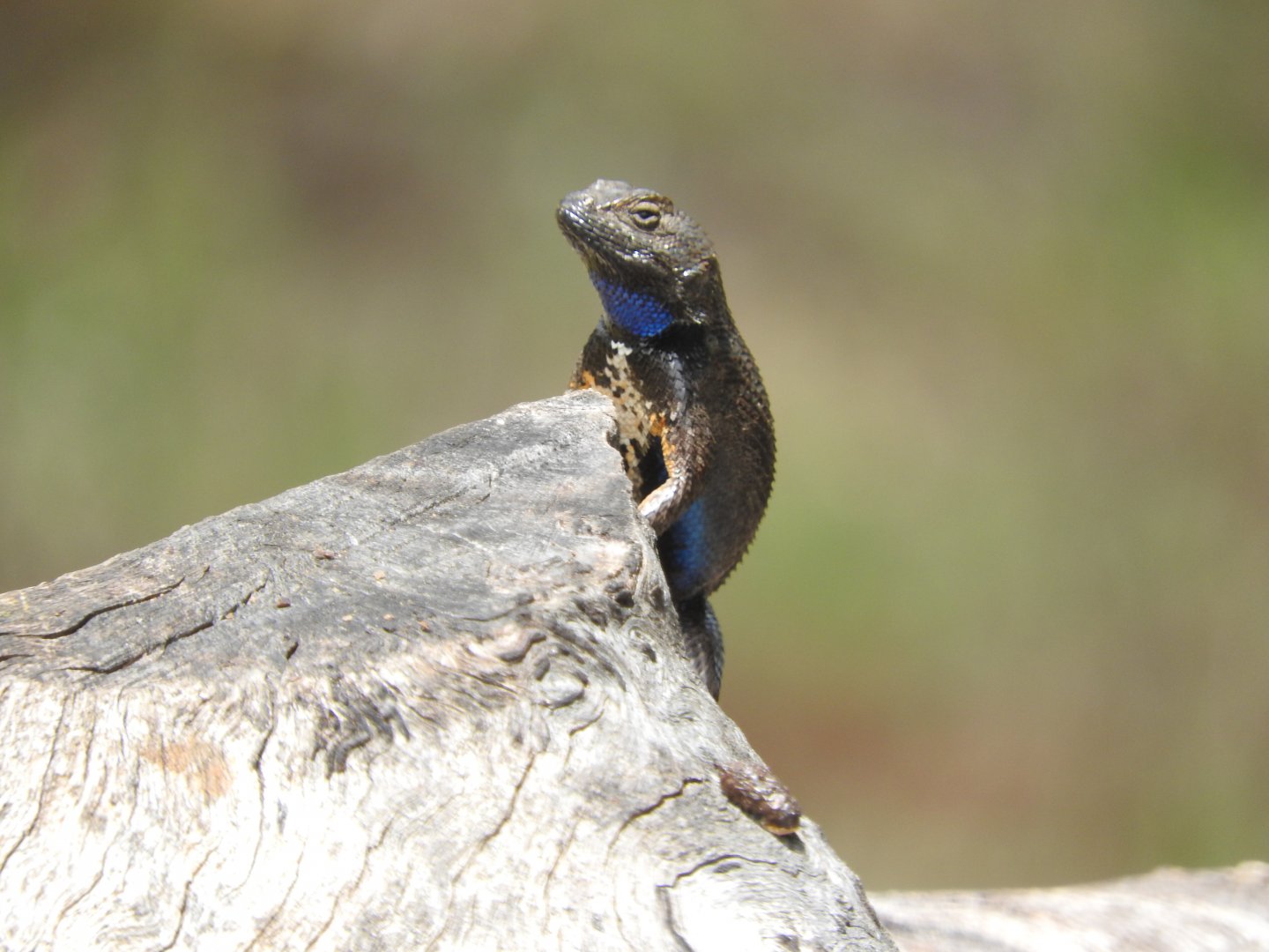 Western Fence Lizard displaying