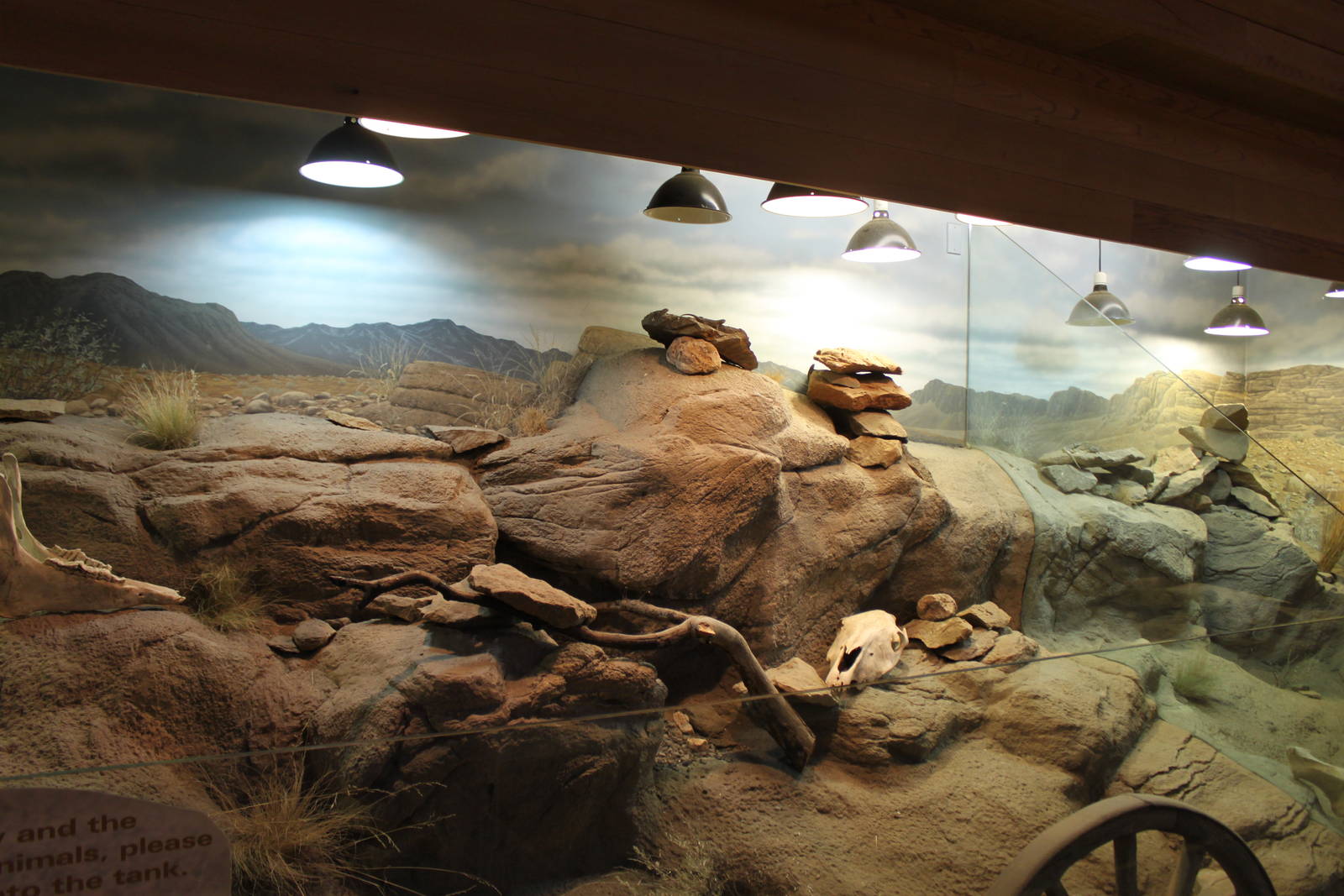 Western Fence Lizard Exhibit
